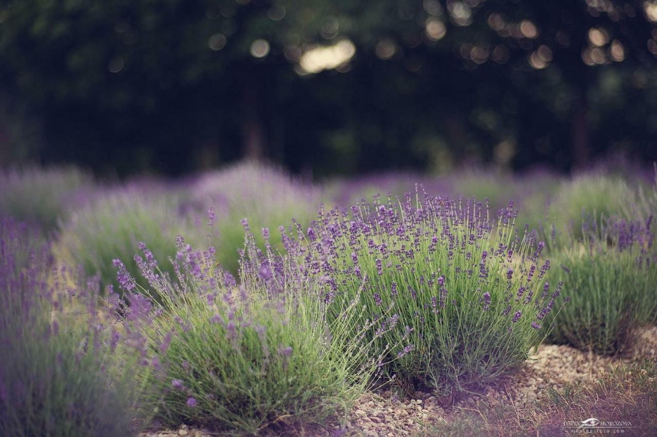 Lavender Village Kiemeliai Εξωτερικό φωτογραφία